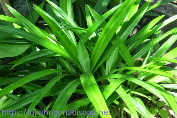 Sử dụng cây xanh để khử mùi nhà vệ sinh