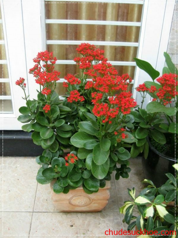 Cây sống đời có công dụng chữa bệnh