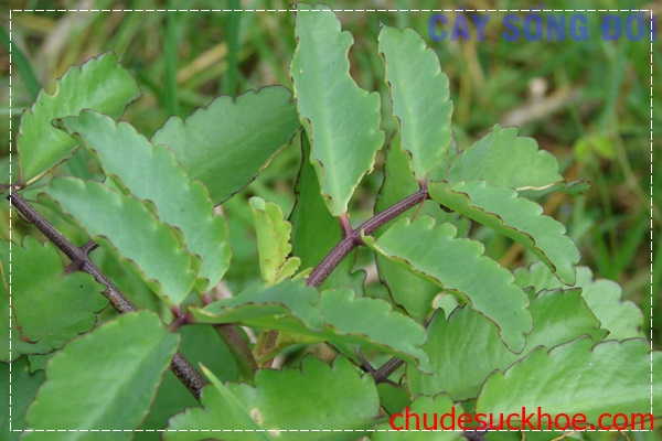 Lá cây sống đời có nhiều tác dụng trong y học