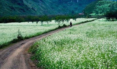 Cao nguyên Mộc Châu điểm đến thú vị