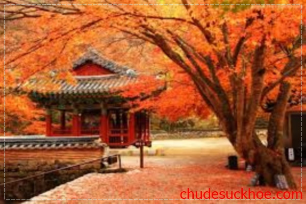 Du lịch Hàn Quốc mùa lá đỏ tuyệt vời