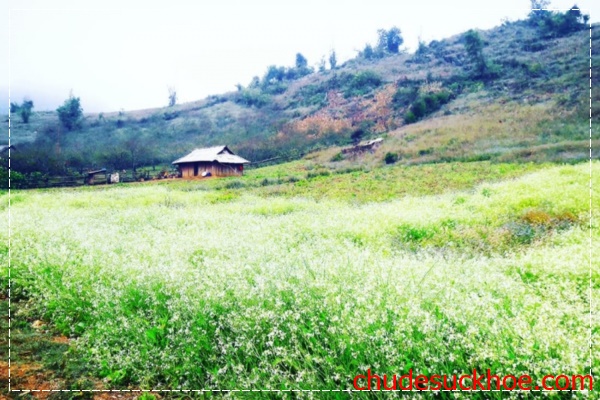 Vẻ đẹp của cao nguyên Mộc Châu.