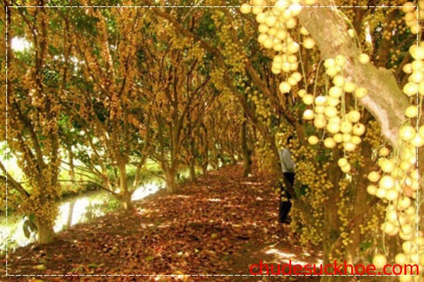 Du lịch vườn trái cây xã Trung An