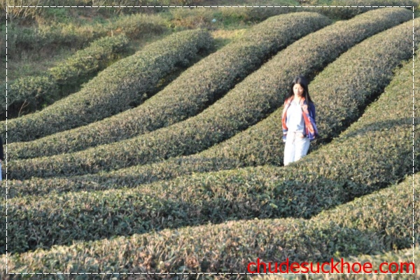 Vẻ đẹp của cao nguyên Mộc Châu tuyệt vời