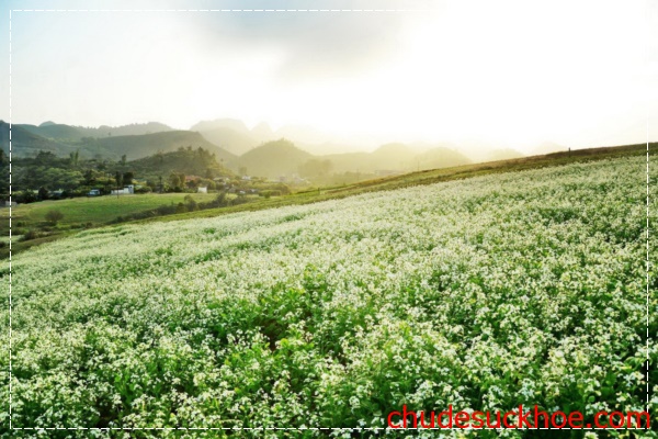 Vẻ đẹp của cao nguyên Mộc Châu đẹp