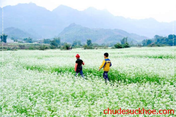 Vẻ đẹp của cao nguyên Mộc Châu ảo diệu