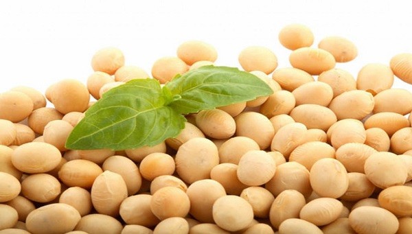 Đậu nành giúp ngăn ngừa tăng cholesterol và cung cấp nhiều vitamin