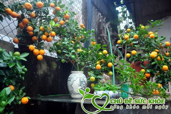 Cách khử mùi hôi quanh nhà