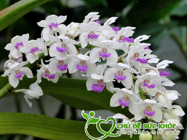 khử mùi hôi quanh nhà hữu hiệu