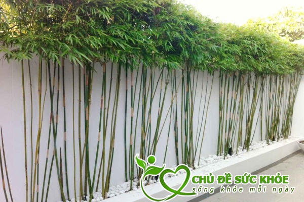 khử mùi hôi quanh nhà tốt nhất