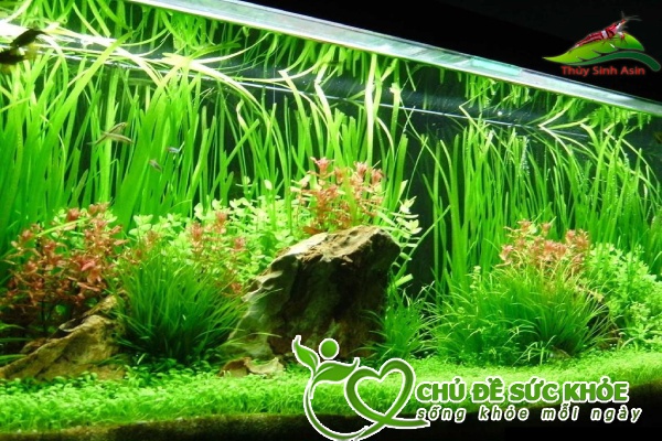 phương pháp vệ sinh hồ nước