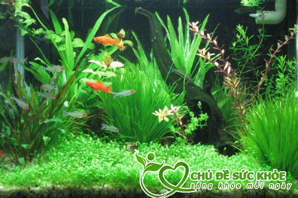 vệ sinh bề mặt hồ nước