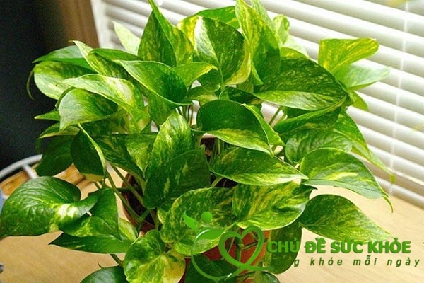 Khử mùi nhà vệ sinh bằng cây vạn niên thanh