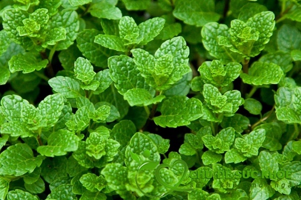 Trồng cây bạc hà khử mùi nhà vệ sinh