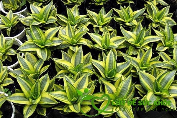 Cây lưỡi hổ khử mùi nhà vệ sinh