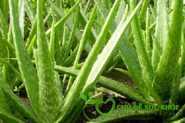 Khử mùi hôi nhà vệ sinh bằng nha đam