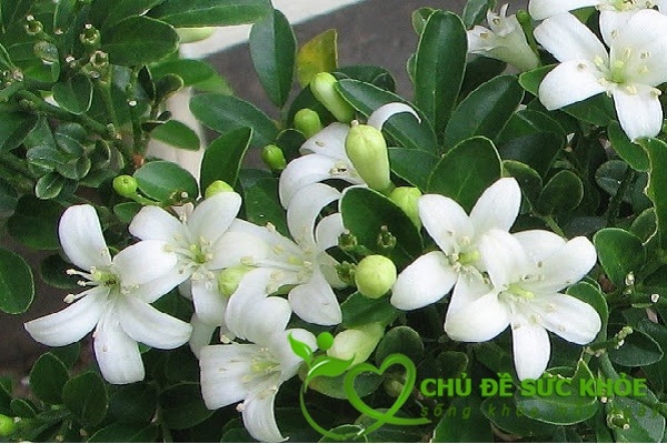 Khử mùi hôi nhà vệ sinh với cây nguyệt quế