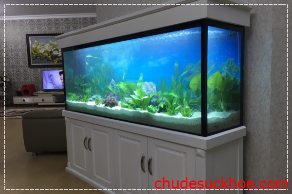 Sử dụng hồ cá để trang trí nhà cửa