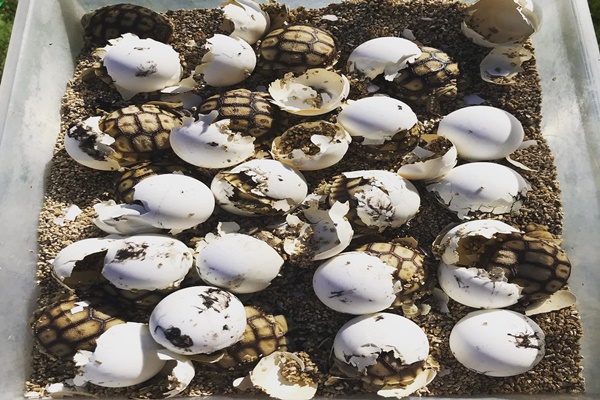 Bảo vệ môi trường sinh thái