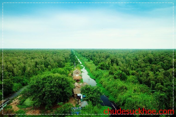 Bảo vệ rừng U Minh