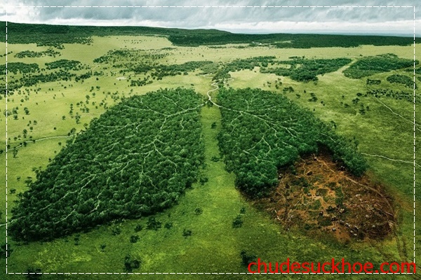 Cây xanh là lá phổi của Trái Đất.