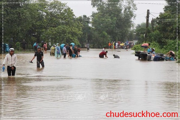 Hậu quả của việc phá rừng