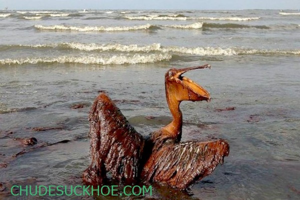 Sự cố tràn dầu gây nguy hại cho môi trường sống