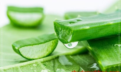 Nha đam thực phẩm xanh và hữu ích