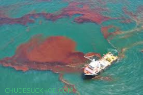 sự cố tràn dầu ô nhiễm môi trường