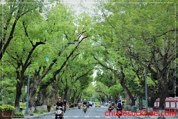 Trồng cây xanh bảo vệ môi trường