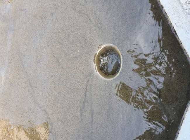 Sự cố bùn vi sinh