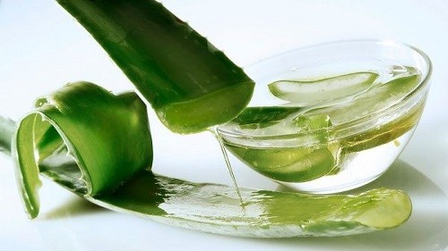 Nha đam có công dụng trị rụng tóc rất hiệu quả