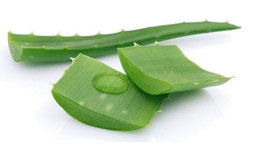 Nha Đam có rất nhiều vitamin  với hàm lượng rất cao